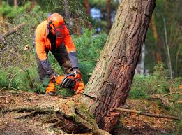 Best Tree Risk Assessment  in Salinas, CA