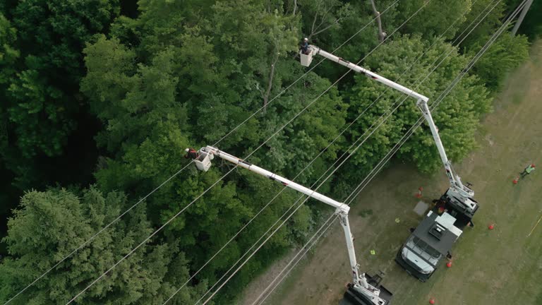 Best Tree Maintenance Programs  in Salinas, CA