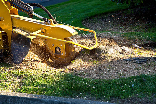 Best Aeration Services  in Salinas, CA